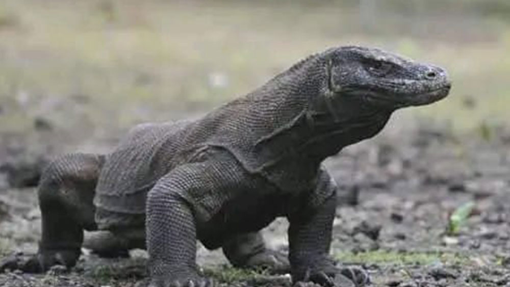 Komodo Tours From Cruise Ship